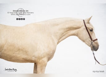 PRE, Giumenta, 2 Anni, 165 cm, Palomino