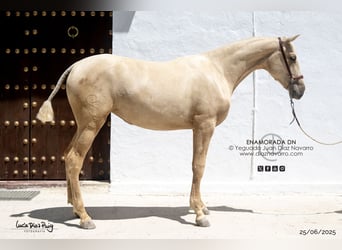 PRE, Giumenta, 2 Anni, 165 cm, Palomino