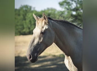 PRE, Giumenta, 2 Anni, 165 cm, Perlino