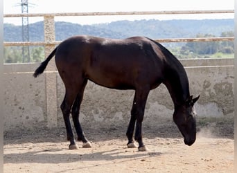 PRE Mix, Giumenta, 2 Anni, 166 cm, Morello