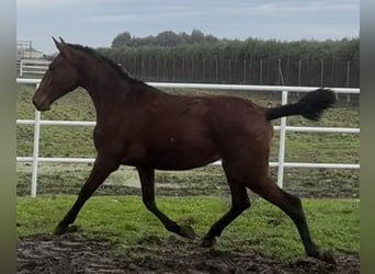 PRE Mix, Giumenta, 2 Anni, 167 cm, Baio