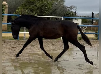 PRE, Giumenta, 2 Anni, 168 cm, Grigio