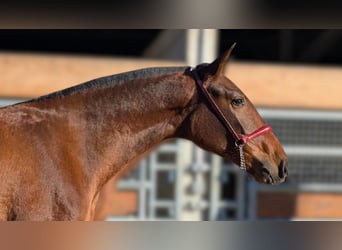 PRE Mix, Giumenta, 2 Anni