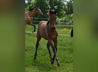 PRE Mix, Giumenta, 2 Anni
