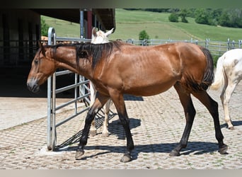 PRE Mix, Giumenta, 2 Anni