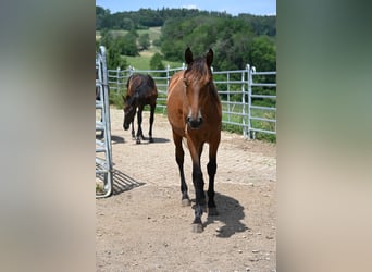 PRE Mix, Giumenta, 2 Anni