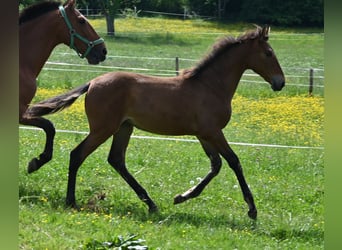 PRE Mix, Giumenta, 2 Anni