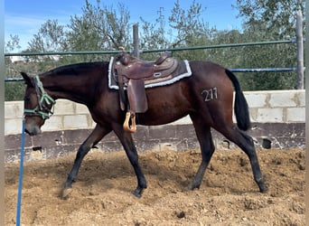 PRE Mix, Giumenta, 2 Anni