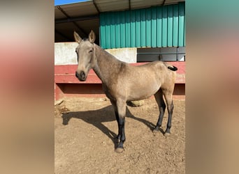 PRE, Giumenta, 2 Anni, Falbo