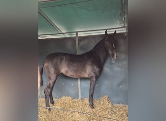 PRE, Giumenta, 2 Anni, Grigio