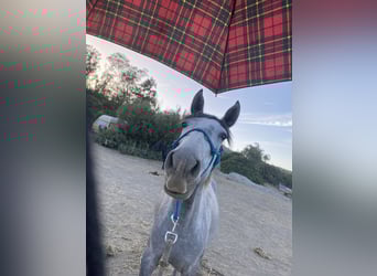 PRE Mix, Giumenta, 3 Anni, 150 cm, Grigio