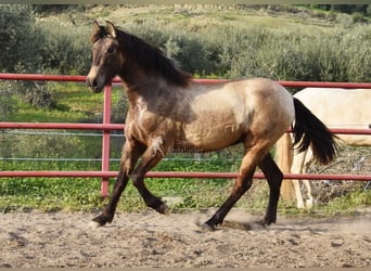 PRE, Giumenta, 3 Anni, 151 cm, Grigio