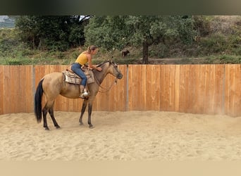 PRE Mix, Giumenta, 3 Anni, 154 cm, Pelle di daino