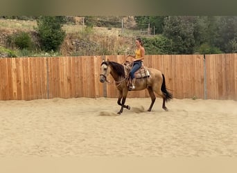 PRE Mix, Giumenta, 3 Anni, 154 cm, Pelle di daino