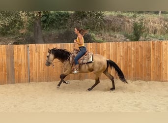 PRE Mix, Giumenta, 3 Anni, 154 cm, Pelle di daino