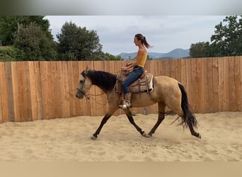 PRE Mix, Giumenta, 3 Anni, 154 cm, Pelle di daino