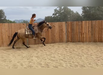 PRE Mix, Giumenta, 3 Anni, 154 cm, Pelle di daino