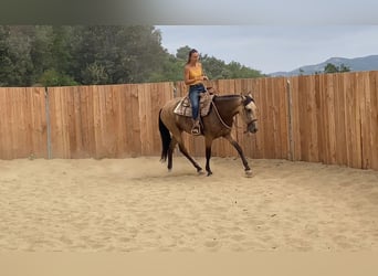 PRE Mix, Giumenta, 3 Anni, 154 cm, Pelle di daino