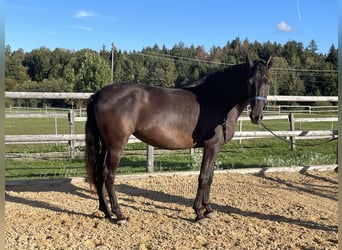 PRE, Giumenta, 3 Anni, 155 cm, Morello