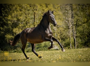PRE Mix, Giumenta, 3 Anni, 155 cm, Morello