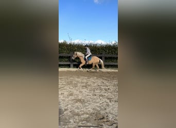 PRE Mix, Giumenta, 3 Anni, 155 cm, Palomino