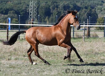 PRE Mix, Giumenta, 3 Anni, 156 cm, Baio