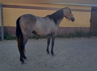 PRE Mix, Giumenta, 3 Anni, 157 cm, Grigio rossastro