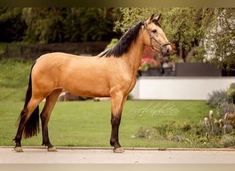 PRE Mix, Giumenta, 3 Anni, 157 cm, Pelle di daino