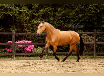 PRE Mix, Giumenta, 3 Anni, 157 cm, Pelle di daino