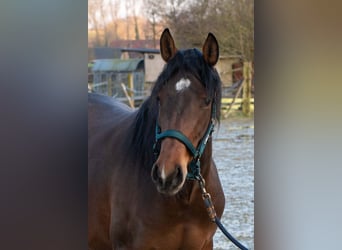 PRE Mix, Giumenta, 3 Anni, 158 cm, Baio