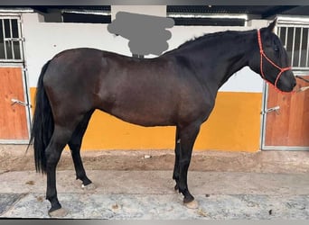PRE, Giumenta, 3 Anni, 158 cm
