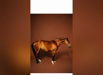 PRE, Giumenta, 3 Anni, 160 cm, Baio ciliegia