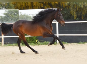 PRE, Giumenta, 3 Anni, 160 cm, Baio scuro