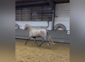 PRE, Giumenta, 3 Anni, 160 cm, Falbo baio