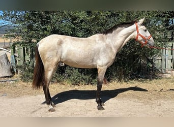 PRE, Giumenta, 3 Anni, 160 cm, Falbo