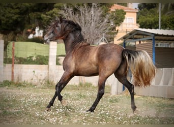 PRE Mix, Giumenta, 3 Anni, 160 cm, Grigio