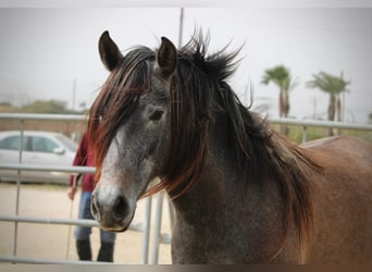 PRE Mix, Giumenta, 3 Anni, 160 cm, Grigio