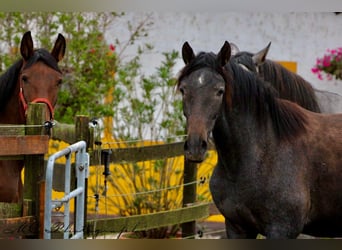 PRE, Giumenta, 3 Anni, 160 cm, Grigio ferro