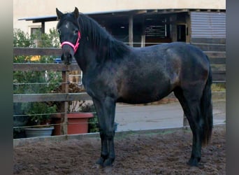 PRE, Giumenta, 3 Anni, 160 cm, Grigio ferro