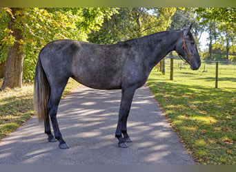 PRE, Giumenta, 3 Anni, 160 cm, Grigio ferro