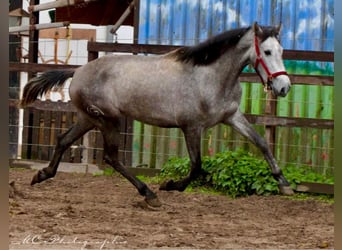 PRE, Giumenta, 3 Anni, 160 cm, Grigio pezzato