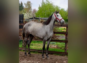 PRE, Giumenta, 3 Anni, 160 cm, Grigio pezzato