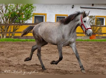 PRE, Giumenta, 3 Anni, 160 cm, Grigio pezzato
