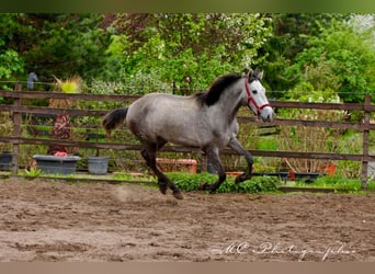 PRE, Giumenta, 3 Anni, 160 cm, Grigio pezzato