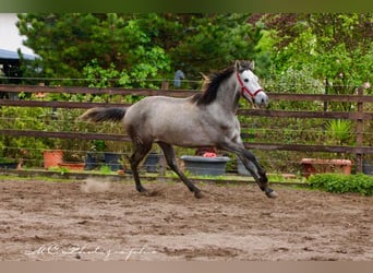PRE, Giumenta, 3 Anni, 160 cm, Grigio pezzato