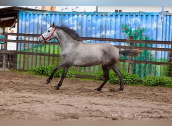 PRE, Giumenta, 3 Anni, 160 cm, Grigio pezzato