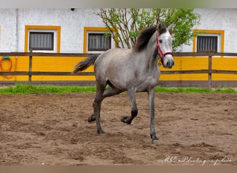 PRE, Giumenta, 3 Anni, 160 cm, Grigio pezzato