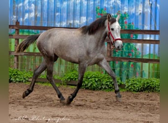 PRE, Giumenta, 3 Anni, 160 cm, Grigio pezzato