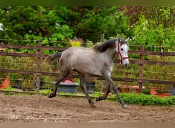 PRE, Giumenta, 3 Anni, 160 cm, Grigio pezzato