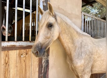 PRE, Giumenta, 3 Anni, 160 cm, Palomino